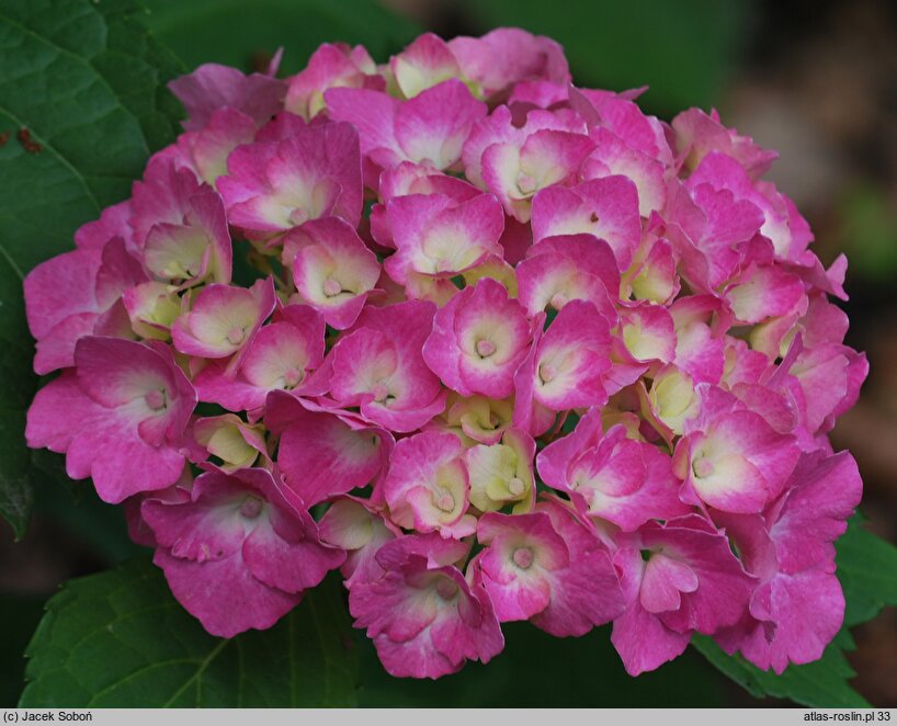 Hydrangea macrophylla Hamburg