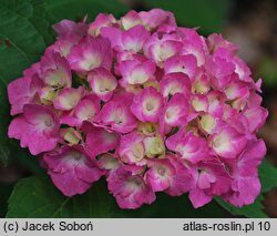 Hydrangea macrophylla Hamburg