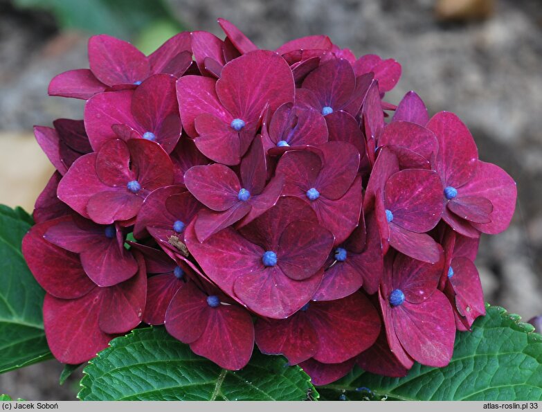 Hydrangea macrophylla Hot Red