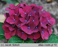 Hydrangea macrophylla Hot Red