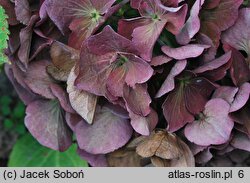 Hydrangea macrophylla Hot Red