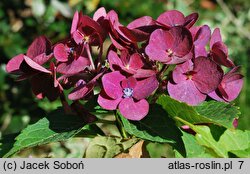 Hydrangea macrophylla Hot Red