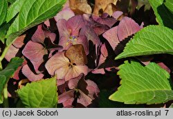 Hydrangea macrophylla Hot Red