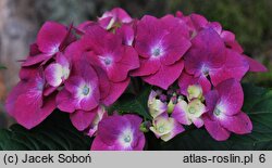 Hydrangea macrophylla Kardinal