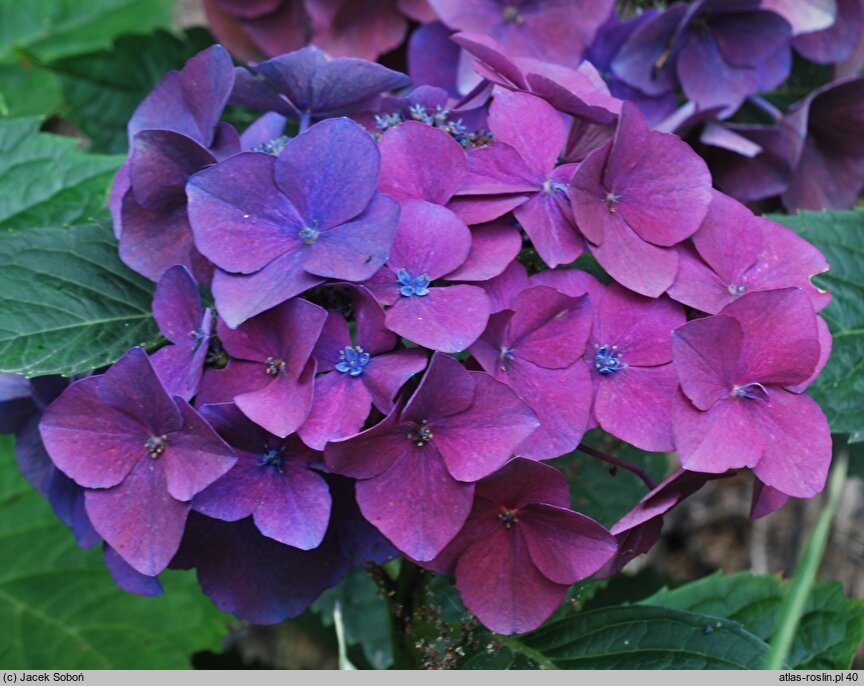 Hydrangea macrophylla Kardinal