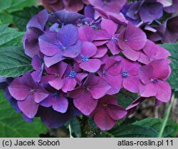 Hydrangea macrophylla Kardinal