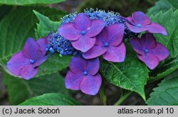 Hydrangea macrophylla Kardinal