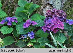 Hydrangea macrophylla Kardinal