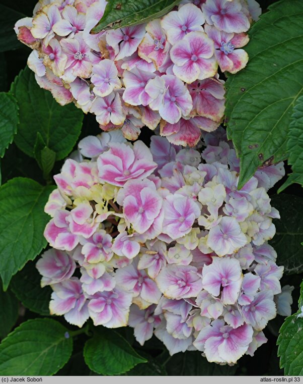 Hydrangea macrophylla Lady Fujiyo