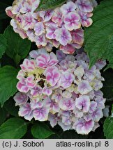 Hydrangea macrophylla Lady Fujiyo