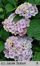 Hydrangea macrophylla Lady Fujiyo