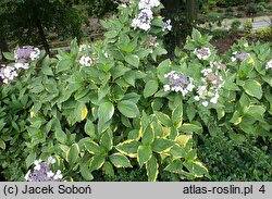 Hydrangea macrophylla Lemon Wave