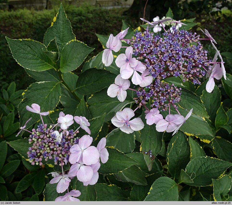 Hydrangea macrophylla Lemon Wave