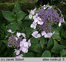 Hydrangea macrophylla Lemon Wave