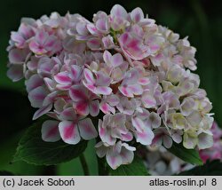 Hydrangea macrophylla Madame A. Riverain