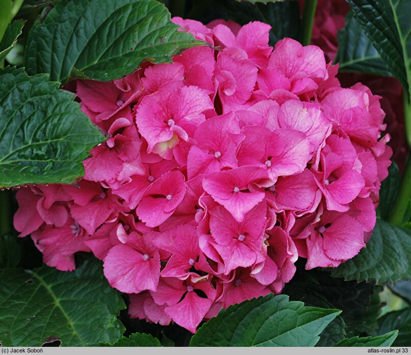 Hydrangea macrophylla Masja