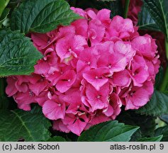 Hydrangea macrophylla Masja