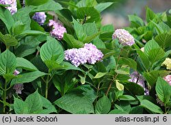 Hydrangea macrophylla Nikko Blue