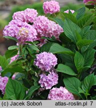 Hydrangea macrophylla Nikko Blue