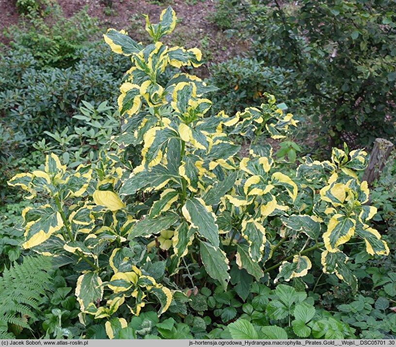 Hydrangea macrophylla Pirates Gold