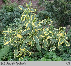 Hydrangea macrophylla Pirates Gold