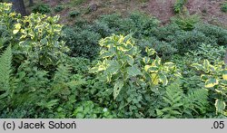 Hydrangea macrophylla Pirates Gold