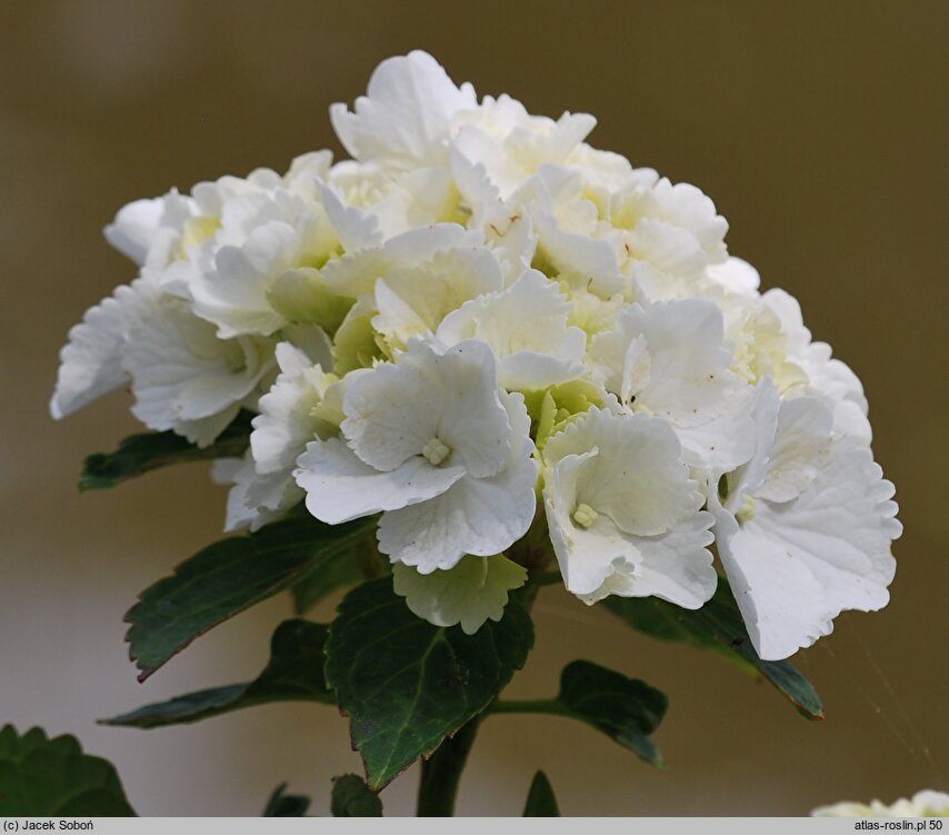 Hydrangea macrophylla Schneeball