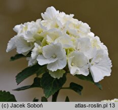 Hydrangea macrophylla Schneeball