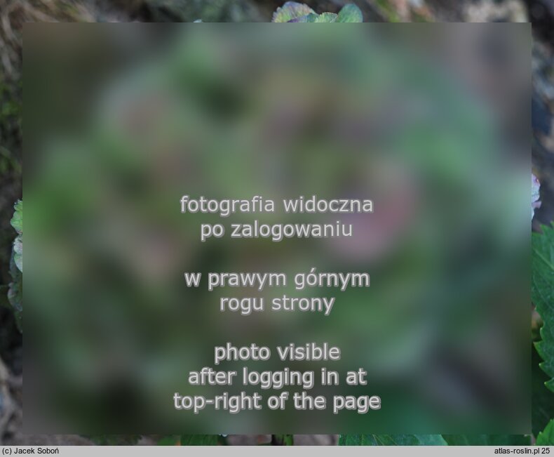 Hydrangea macrophylla Stramini