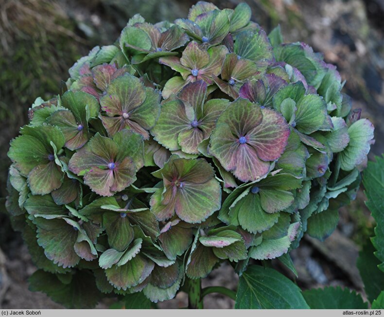 Hydrangea macrophylla Stramini