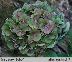 Hydrangea macrophylla Stramini