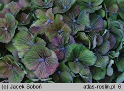 Hydrangea macrophylla Stramini