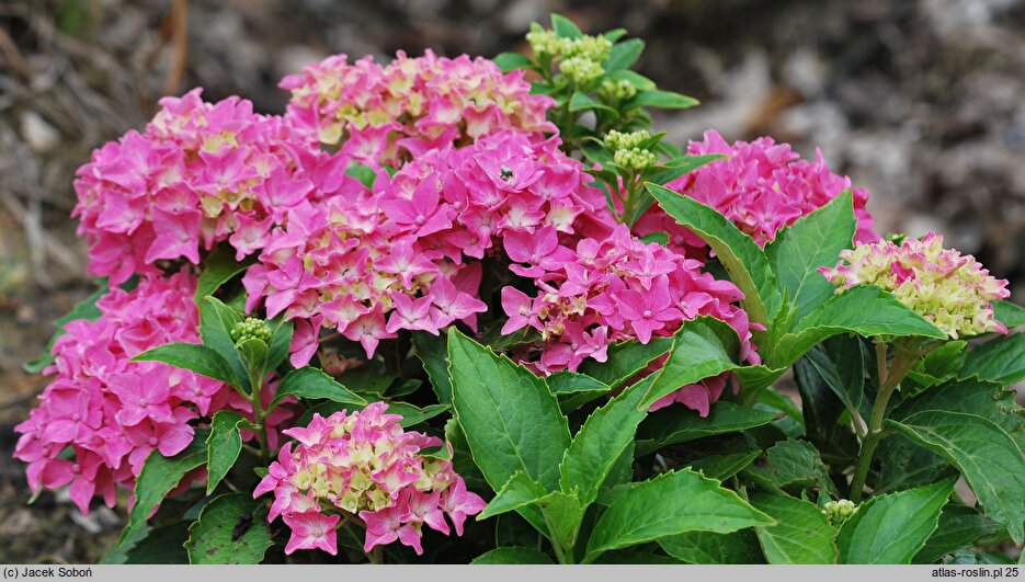 Hydrangea macrophylla Tovelit