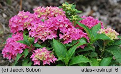 Hydrangea macrophylla Tovelit