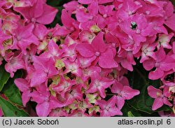 Hydrangea macrophylla Tovelit