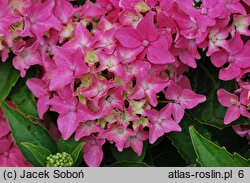 Hydrangea macrophylla Tovelit