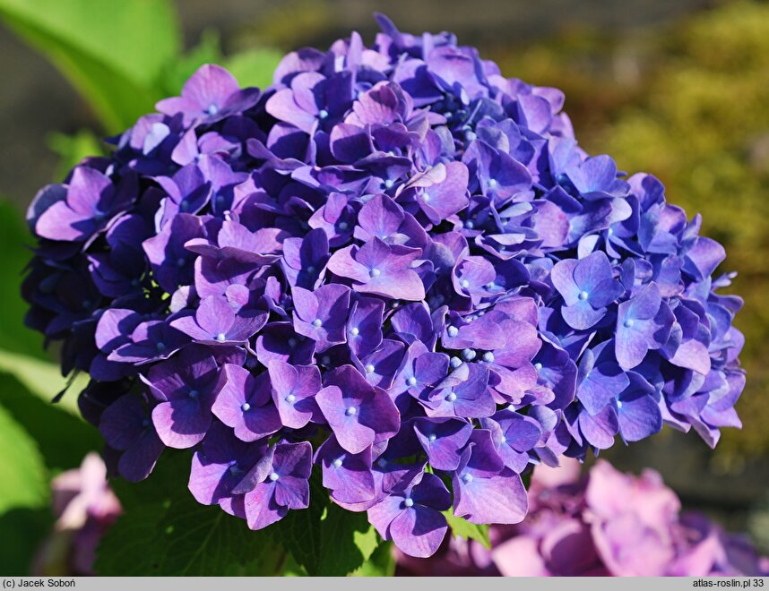 Hydrangea macrophylla Yola