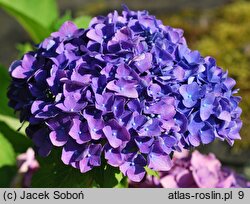 Hydrangea macrophylla Yola