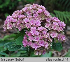 Hydrangea macrophylla Youmefive