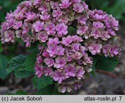 Hydrangea macrophylla Youmefive