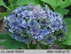 Hydrangea macrophylla Youmesix