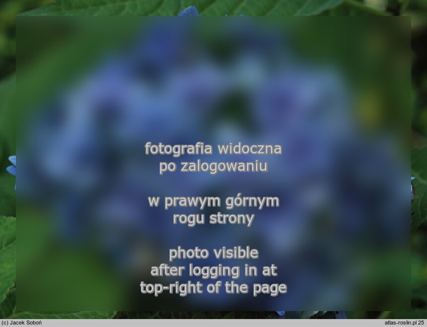 Hydrangea macrophylla Youmesix