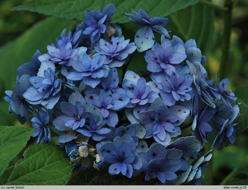 Hydrangea macrophylla Youmesix