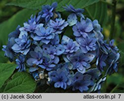 Hydrangea macrophylla Youmesix