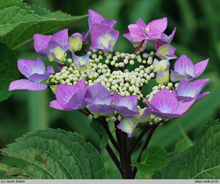 Hydrangea macrophylla Zorro