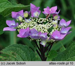 Hydrangea macrophylla Zorro