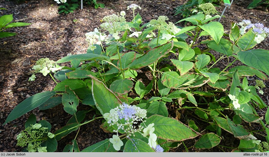 Hydrangea involucrata Viridescens