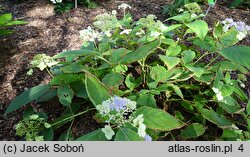 Hydrangea involucrata Viridescens