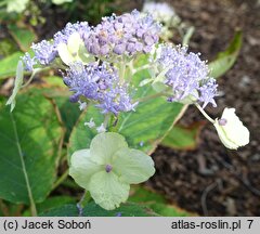 Hydrangea involucrata Viridescens