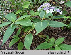Hydrangea involucrata (hortensja otulona)